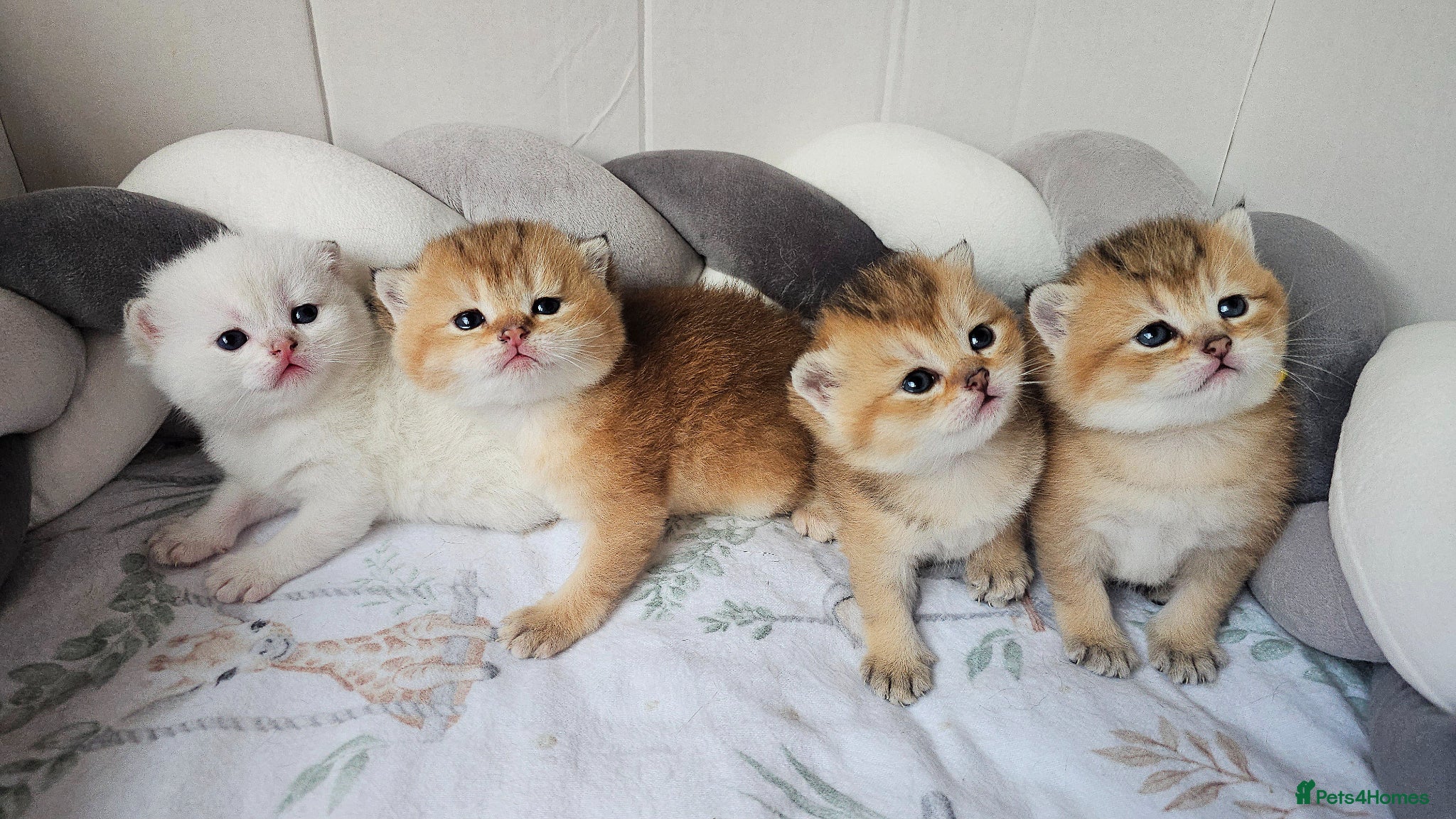 Scottish Fold cats Pedigree SF kittens😻READY FOR RESERVATION - Advert 1