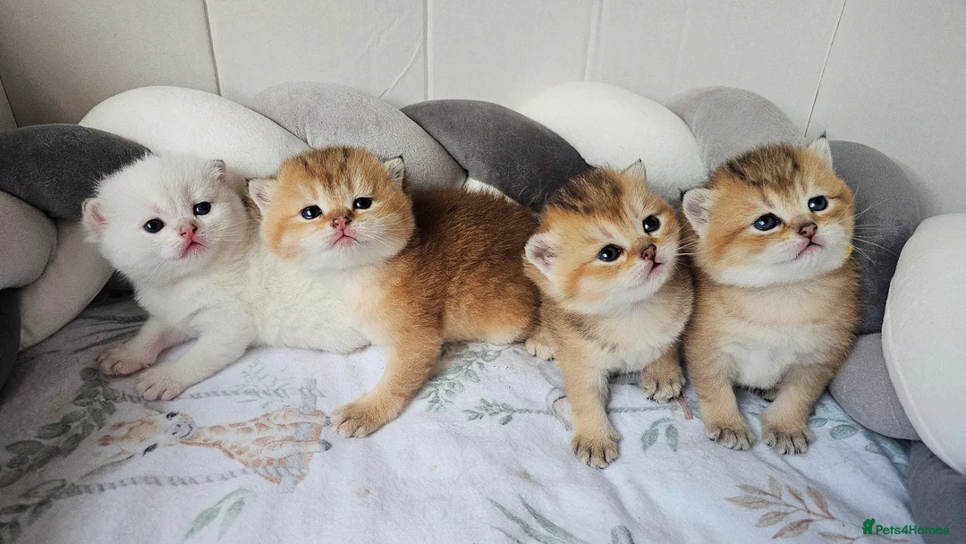 Scottish Fold cats for sale: Pedigree SF kittens😻READY FOR RESERVATION - Advert 1