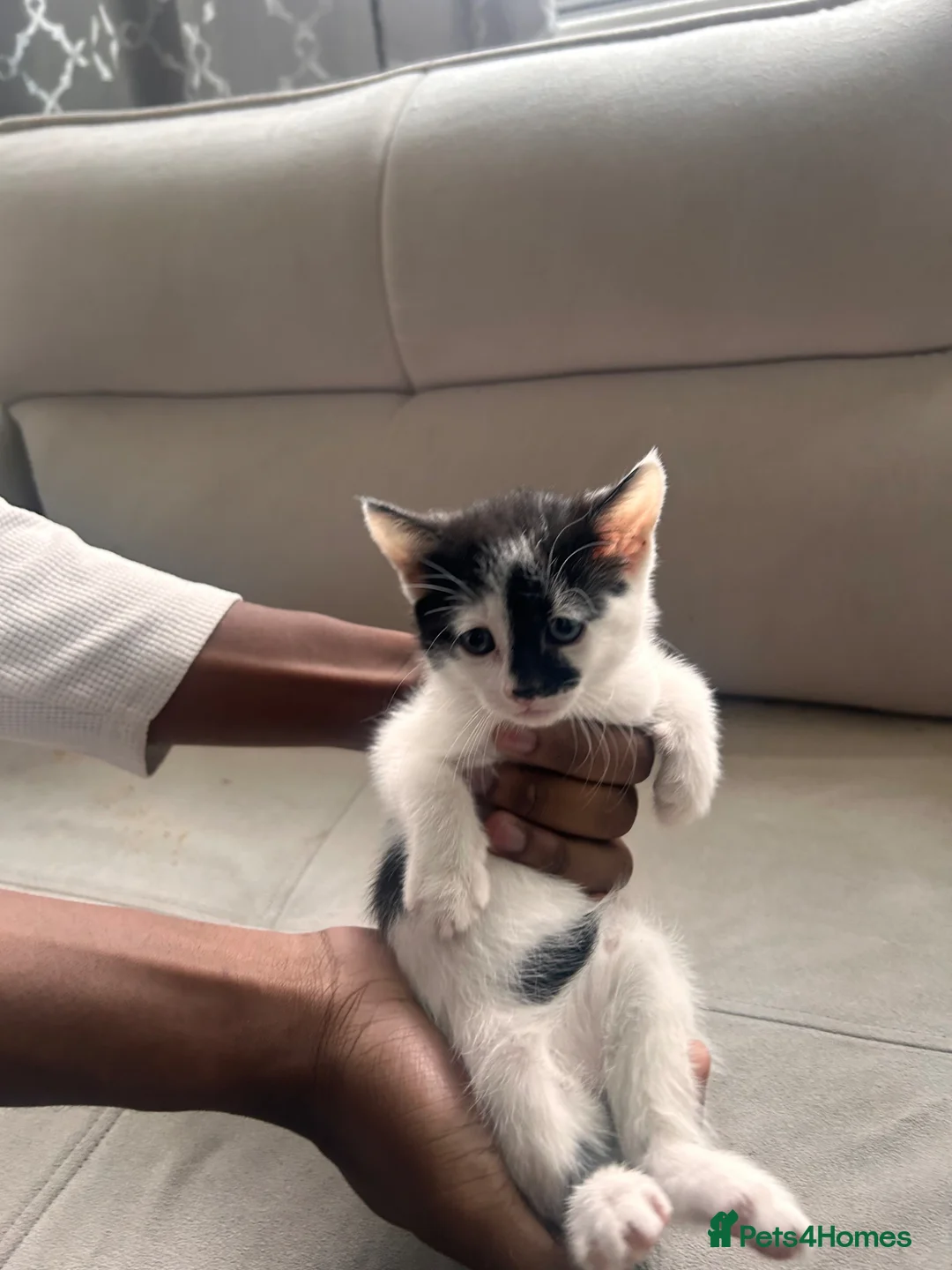 Mixed Breed cats for sale: Kittens  - Advert 1