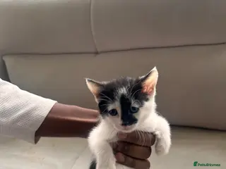 Mixed Breed cats Kittens - Advert 1