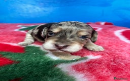 Cockapoo dogs for sale: Cockapoo puppies Rainbow litter  - Image 22