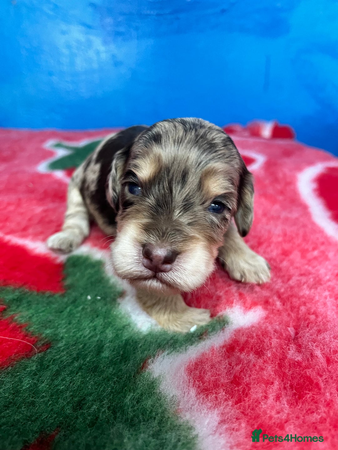 Cockapoo dogs for sale: Cockapoo puppies Rainbow litter  - Image 22