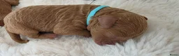 Cavapoo dogs for sale: F1 Toy cavapoos  - Advert 12