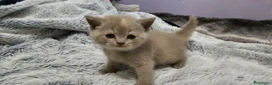 Female Grey 2