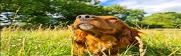 Cocker Spaniel dogs for stud: Attractive, proven red cocker spaniel stud dog in Bristol - Advert 6