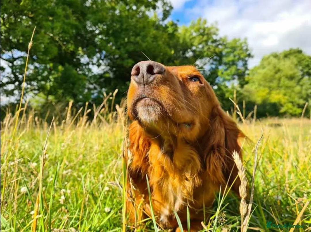 Cocker Spaniel dogs for stud: Attractive, proven red cocker spaniel stud dog in Bristol - Advert 6