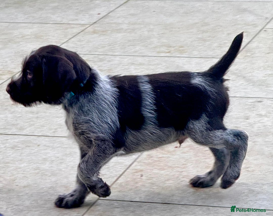 German Wirehaired Pointer dogs for sale: KC registered German Wirehaired Pointers - Advert 5