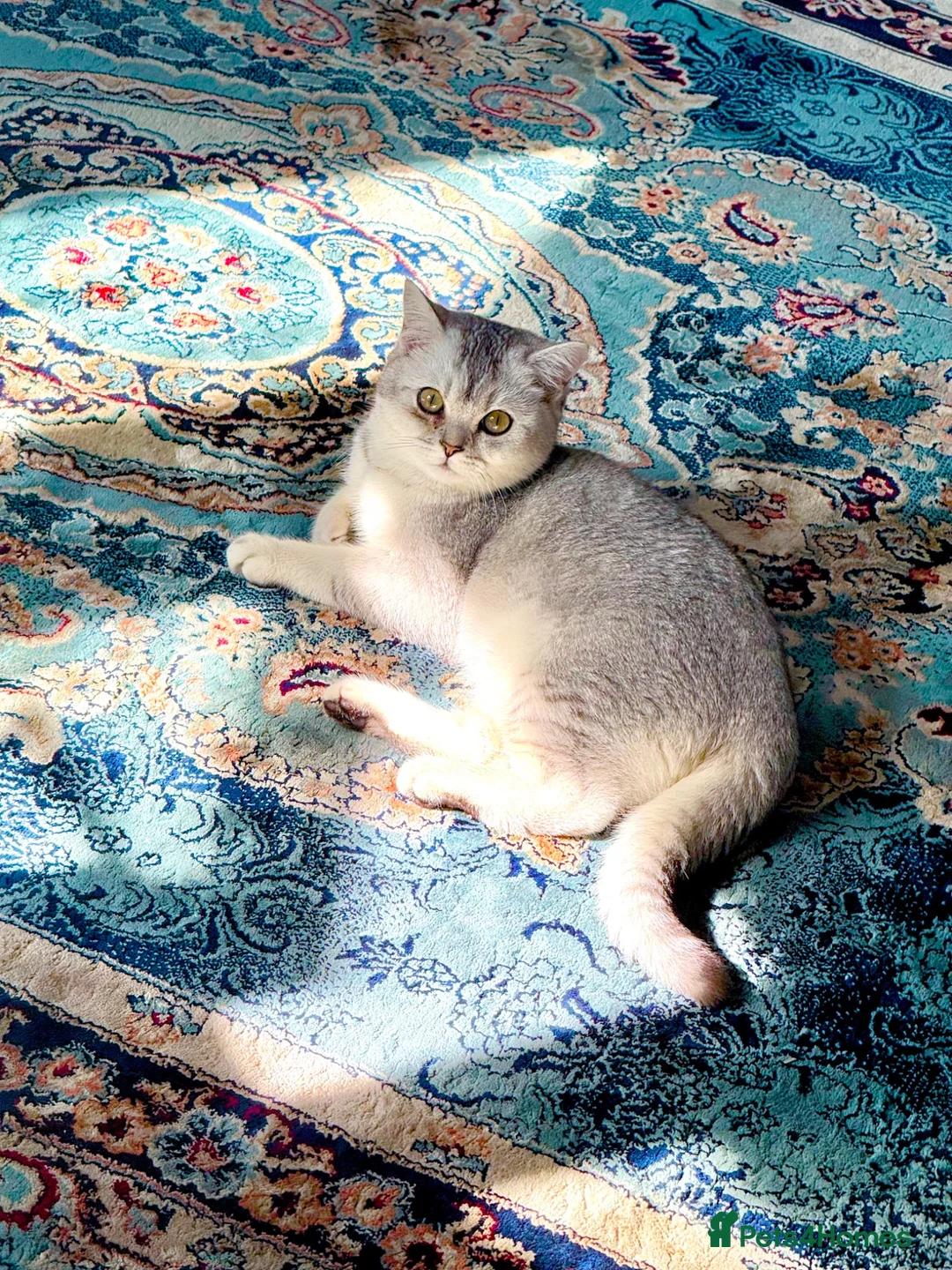 British Shorthair cats for sale: Beautiful British Shorthair & Scottish Fold in Clacton-on-Sea - Advert 2