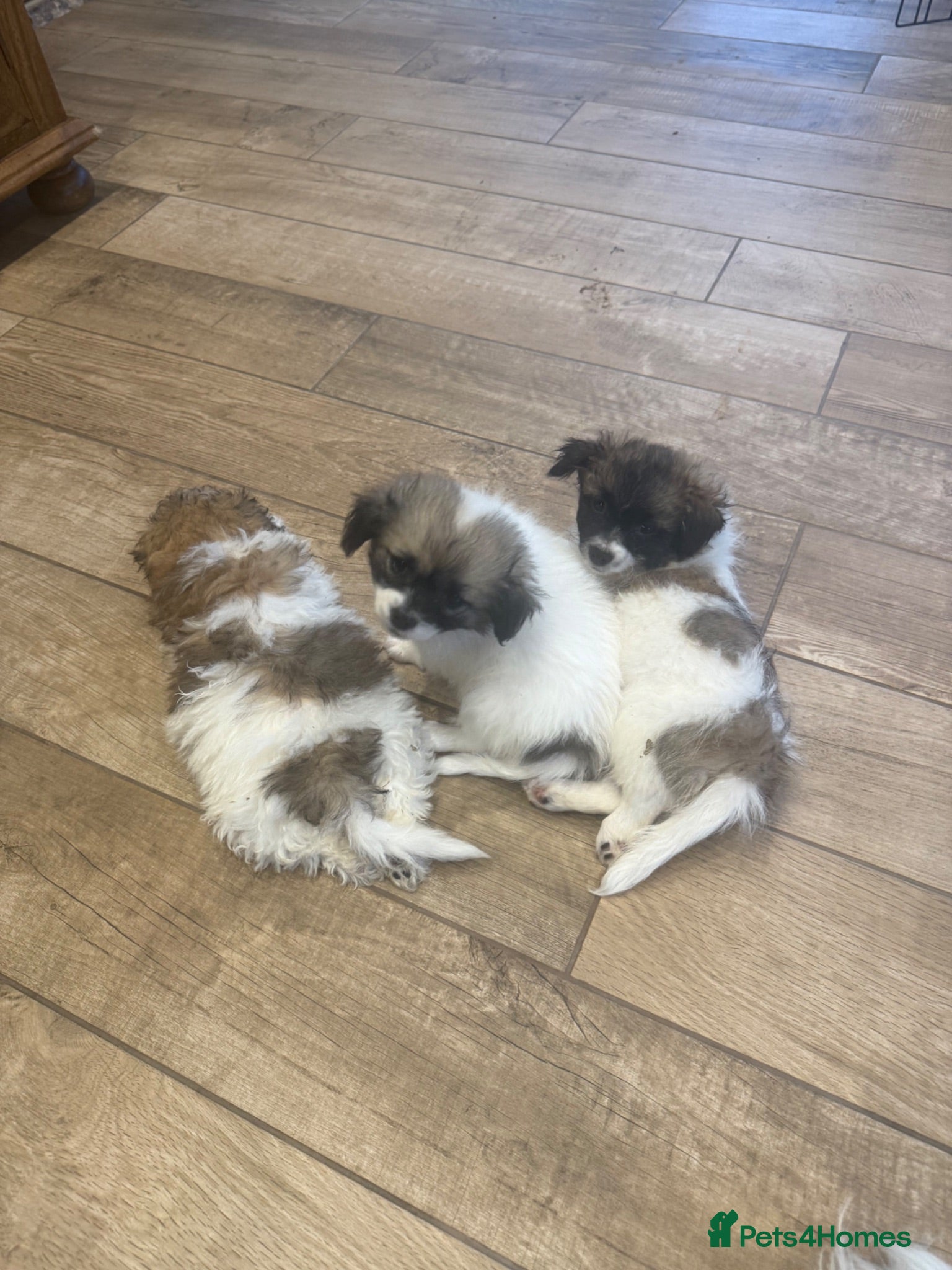 Mixed Breed dogs LAST BOY REDUCED-ShihTzuXPomeranian(ready now)  - Advert 2