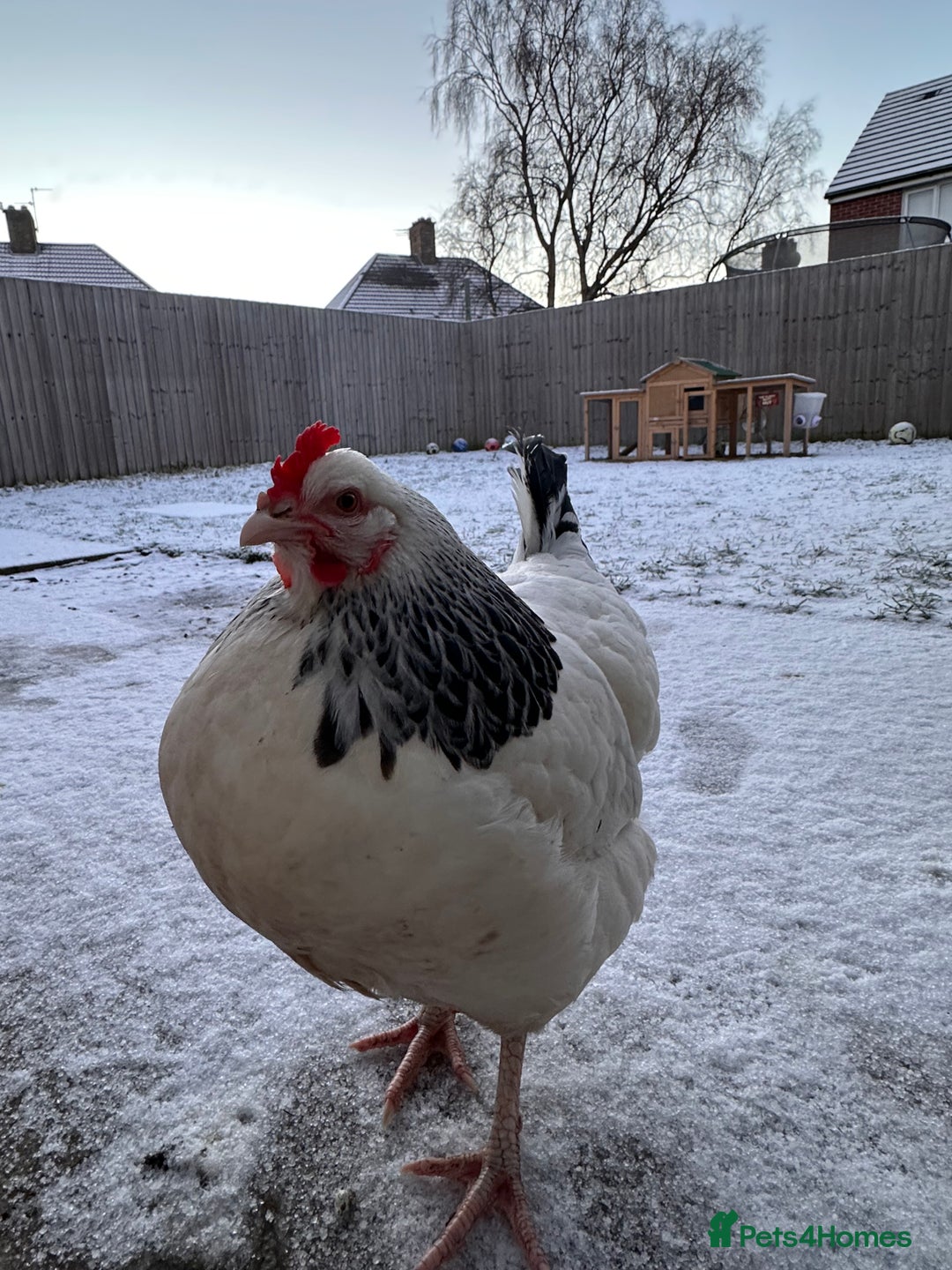 Chickens poultry for sale: Two Hens for Rehoming – Very Friendly - Advert 4