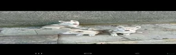 Siberian Husky dogs for sale: Beautiful Siberian husky all boys ready to go - Advert 2