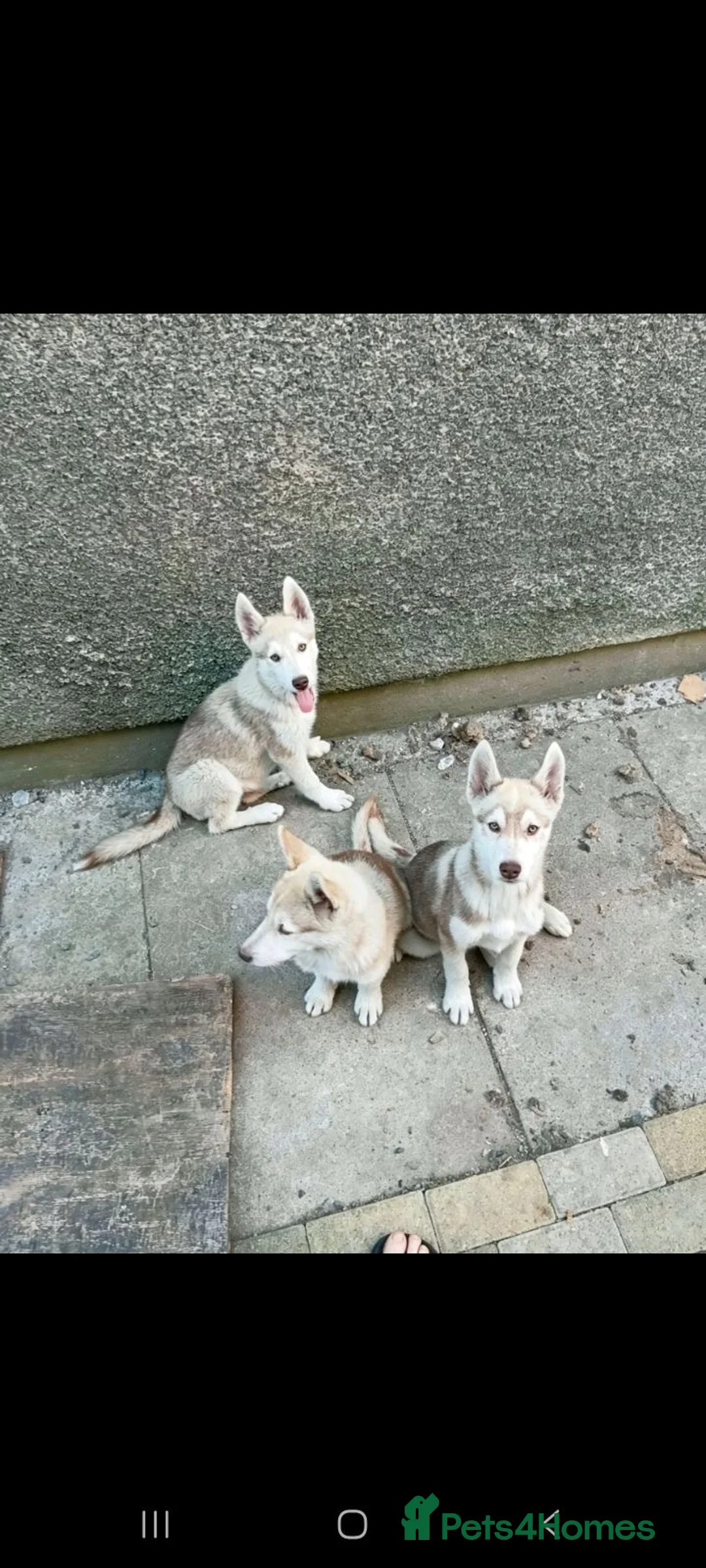 Siberian Husky dogs for sale: Beautiful Siberian husky all boys ready to go - Advert 2