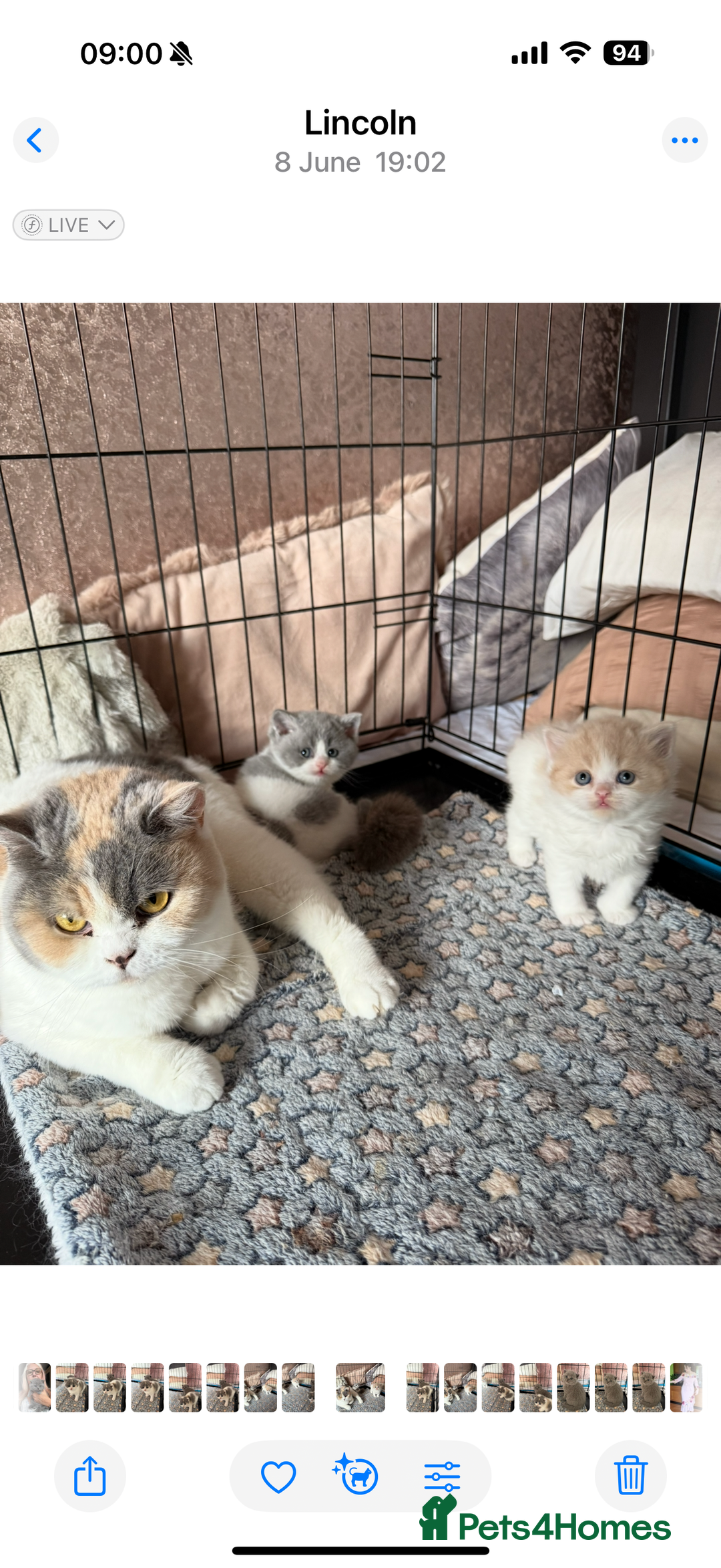 British Longhair cats for sale: Ready now . British longhair boy  - Image 6