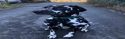 Dalmatian dogs for stud: Extra spotty stud Dalmatian 🐾 KC registered - Advert 2