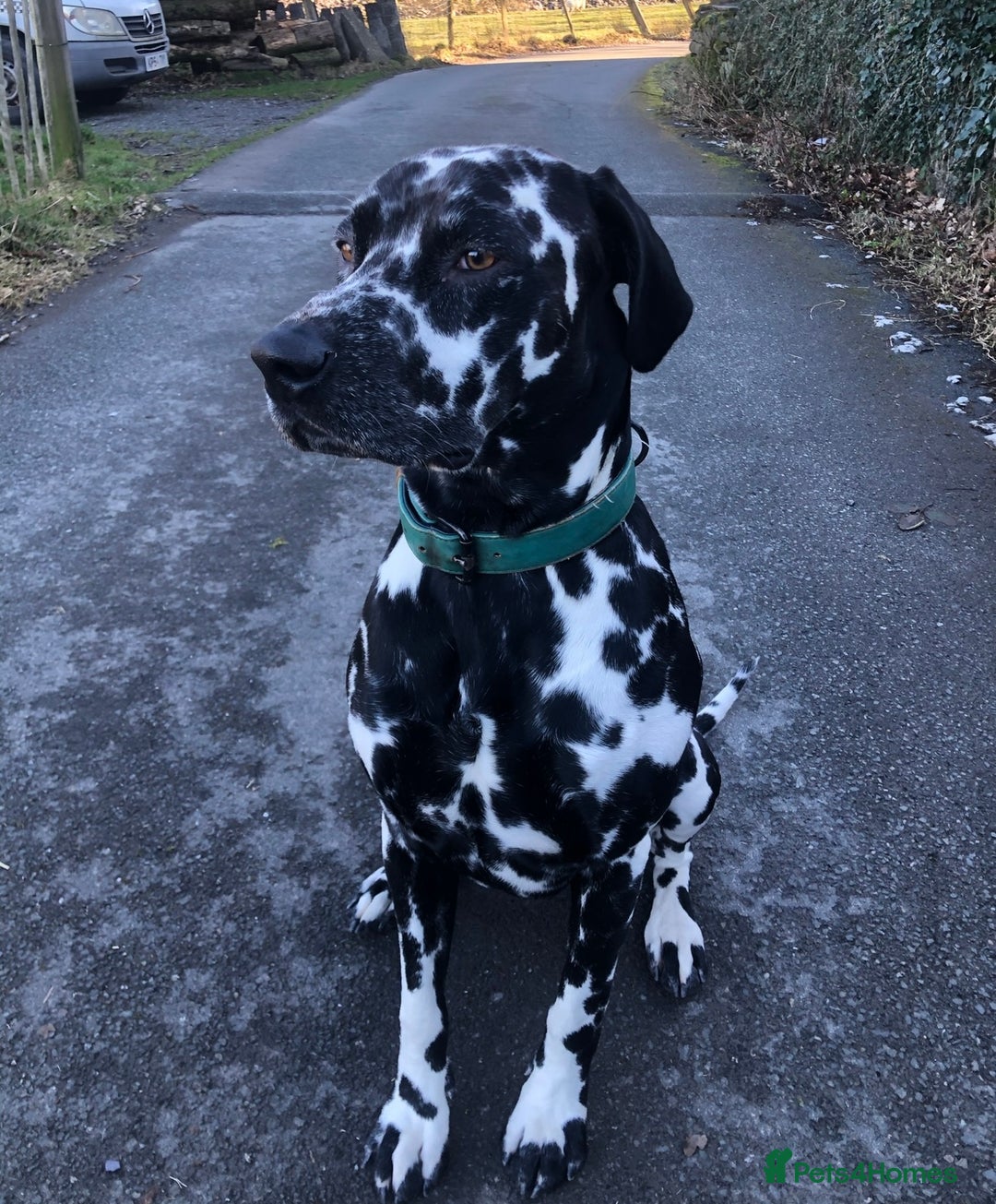 Dalmatian dogs for stud: Extra spotty stud Dalmatian 🐾 KC registered - Advert 2