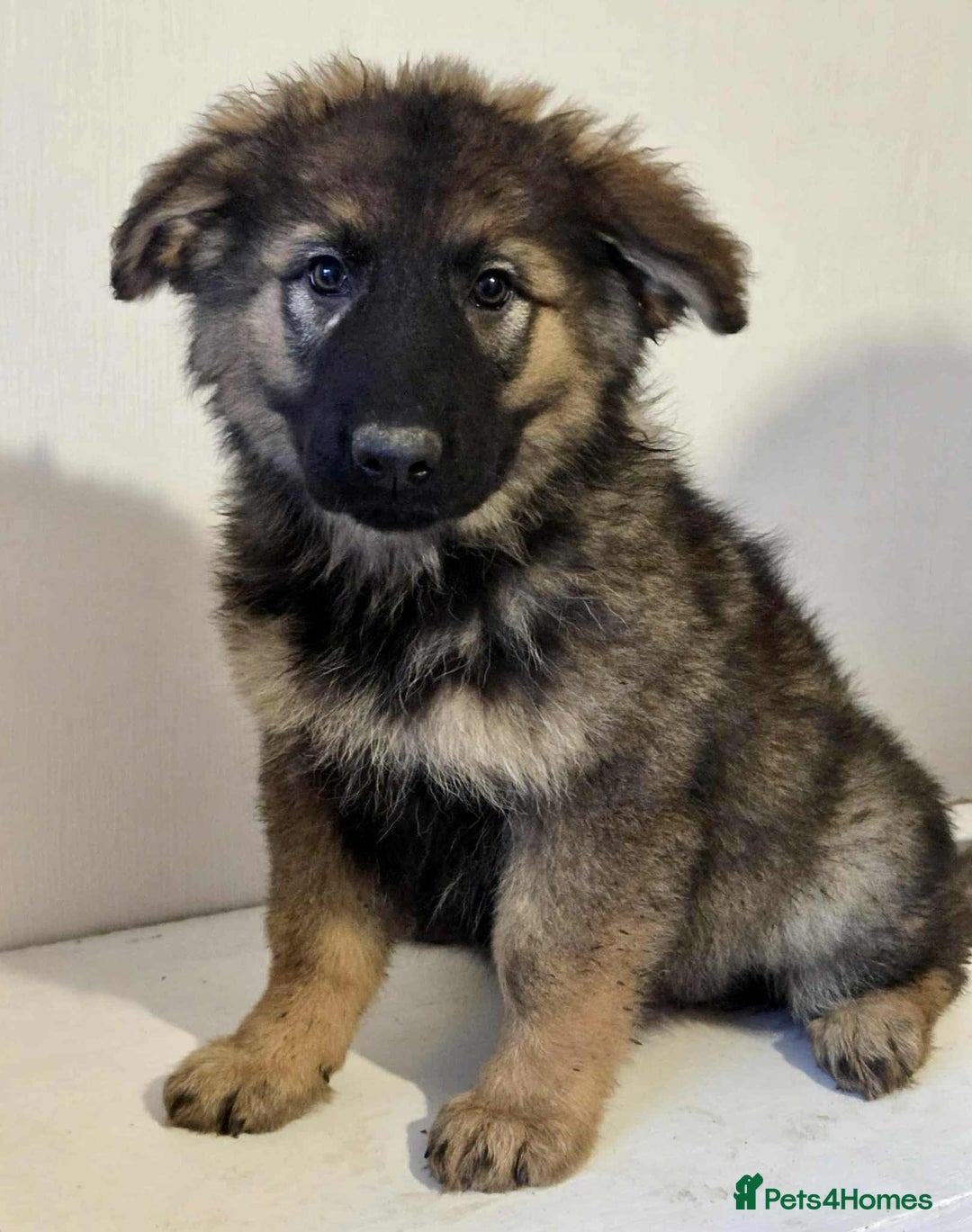 German Shepherd dogs for sale: German shepherd pups  - Image 19