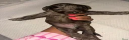 Cockapoo dogs for sale: Stunning f1b cockapoos  in Durham - Advert 4