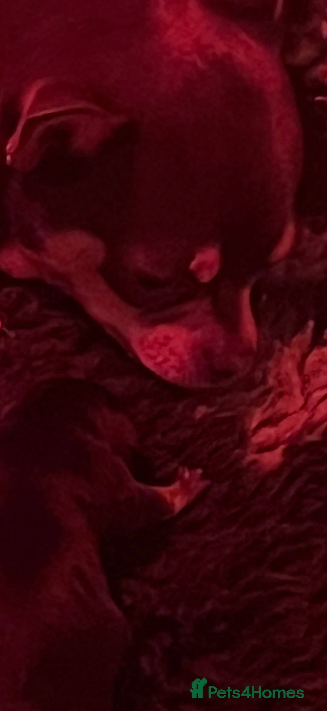 Chihuahua dogs for sale: Beautiful female tri coloured chihuahua  - Advert 4