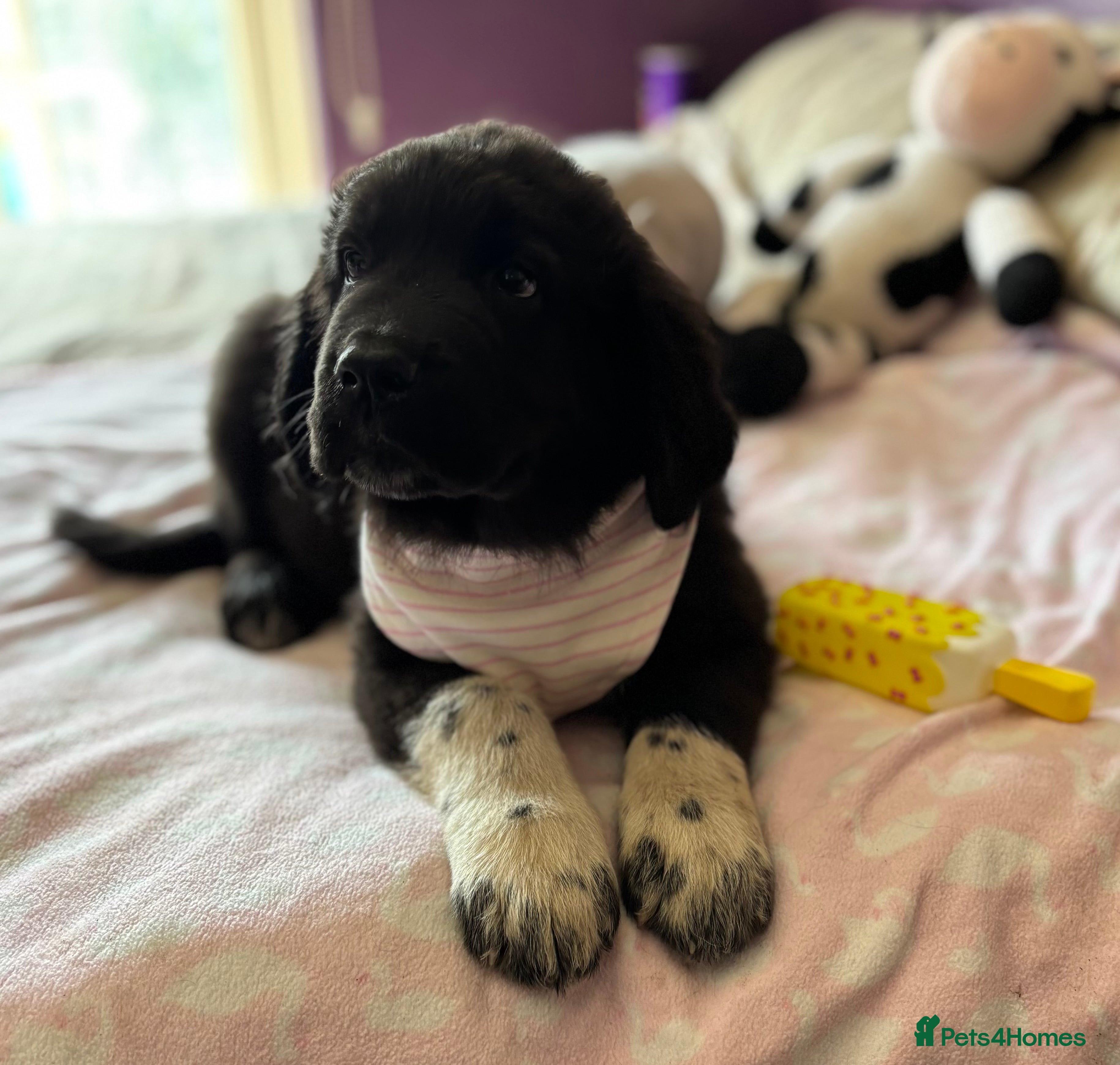 Mixed Breed dogs READY NOW Black landseer Newfoundland puppies  - Advert 2