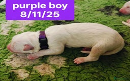 White Swiss Shepherd dogs for sale: KC Reg long-coat White Swiss Sheperd pups for sale - Image 16