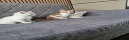 Mixed Breed cats for sale: 💥💥💥Siberian cross 💥💥💥 - Advert 18