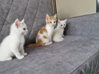 Mixed Breed cats 💥💥💥Siberian cross 💥💥💥 - Advert 1