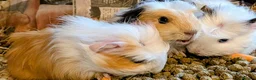 Guinea Pig rodents for sale: 3 x beautiful female baby guinea pigs - Advert 1