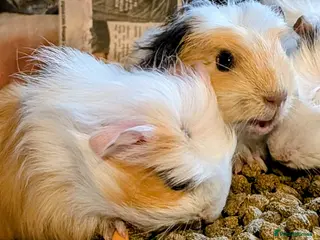Guinea Pig rodents 3 x beautiful female baby guinea pigs - Advert 1