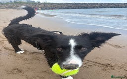 Border Collie dogs for sale: Meet Enzo - Image 13