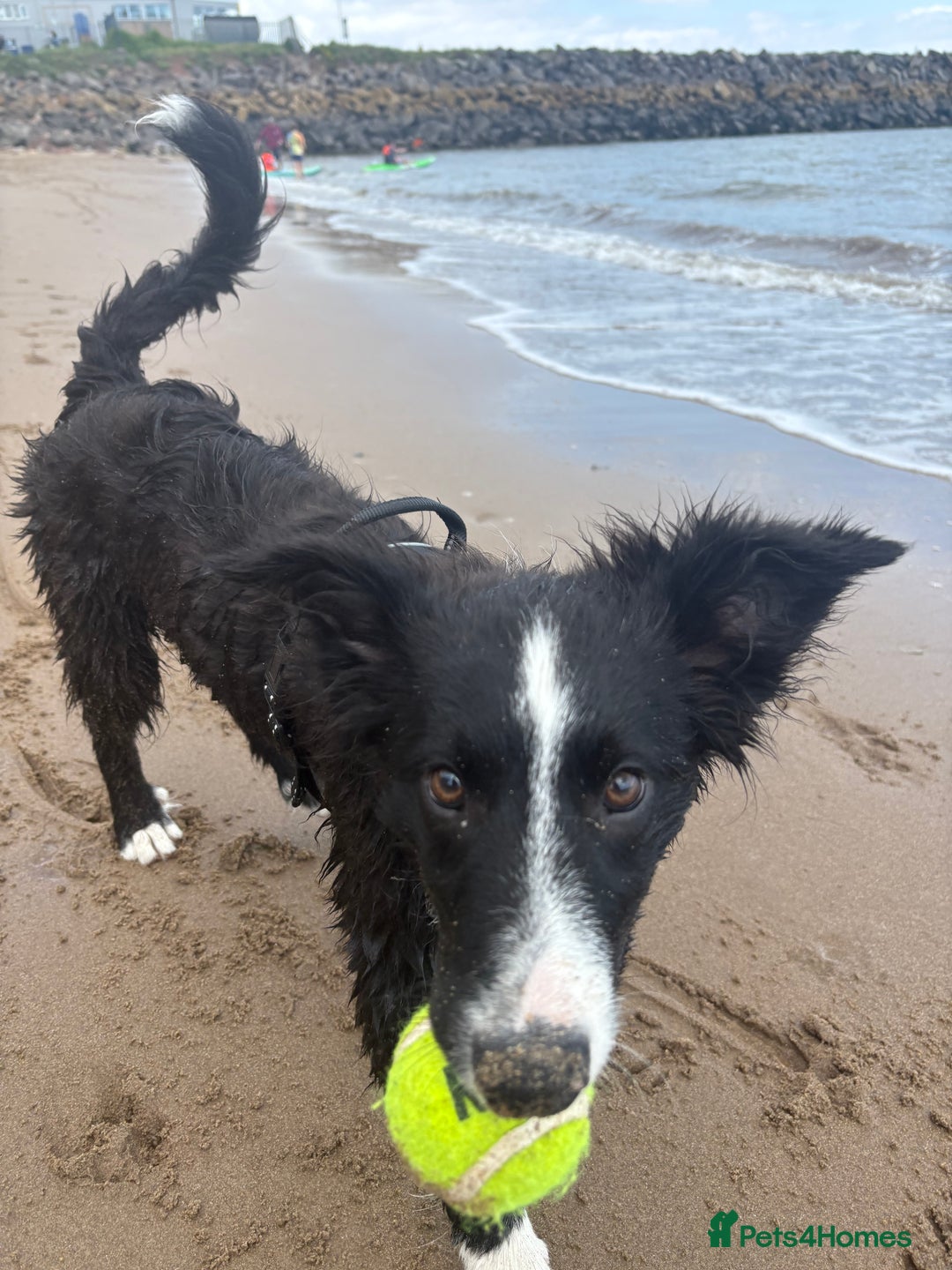 Border Collie dogs for sale: Meet Enzo - Image 13