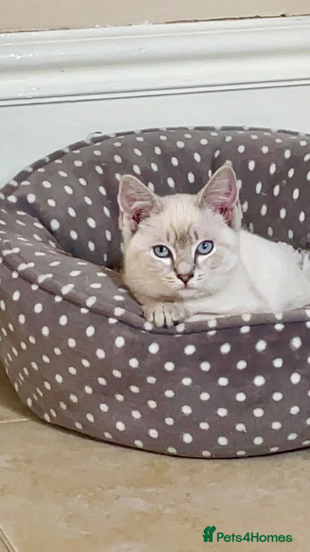 Ragdoll cats for sale: Rare Lilac Ragdoll Kitten | Blue Eyes in Bradford - Advert 2
