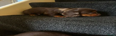 Dachshund Puppy 2
