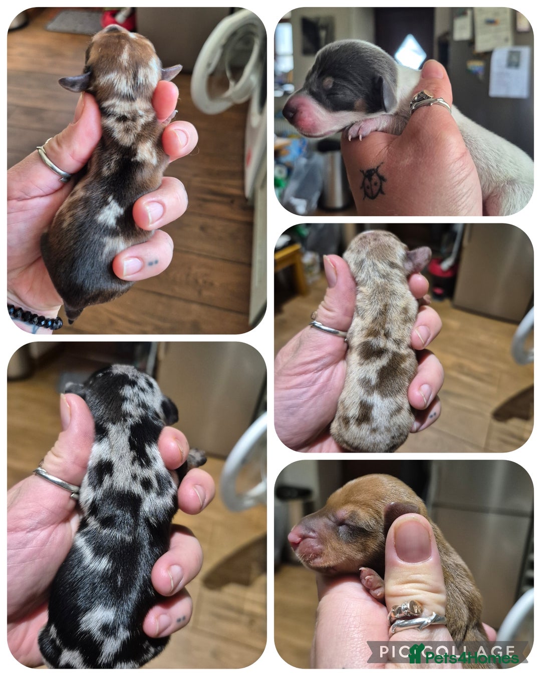 Miniature Dachshund dogs for sale: PRA CLEAR MINIATURE DACHSHUND PUPPIES  - Image 1