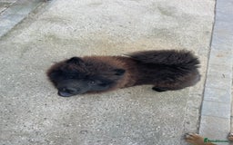 Chow Chow dogs for sale: 2 Year Old Chow Chow - Image 4