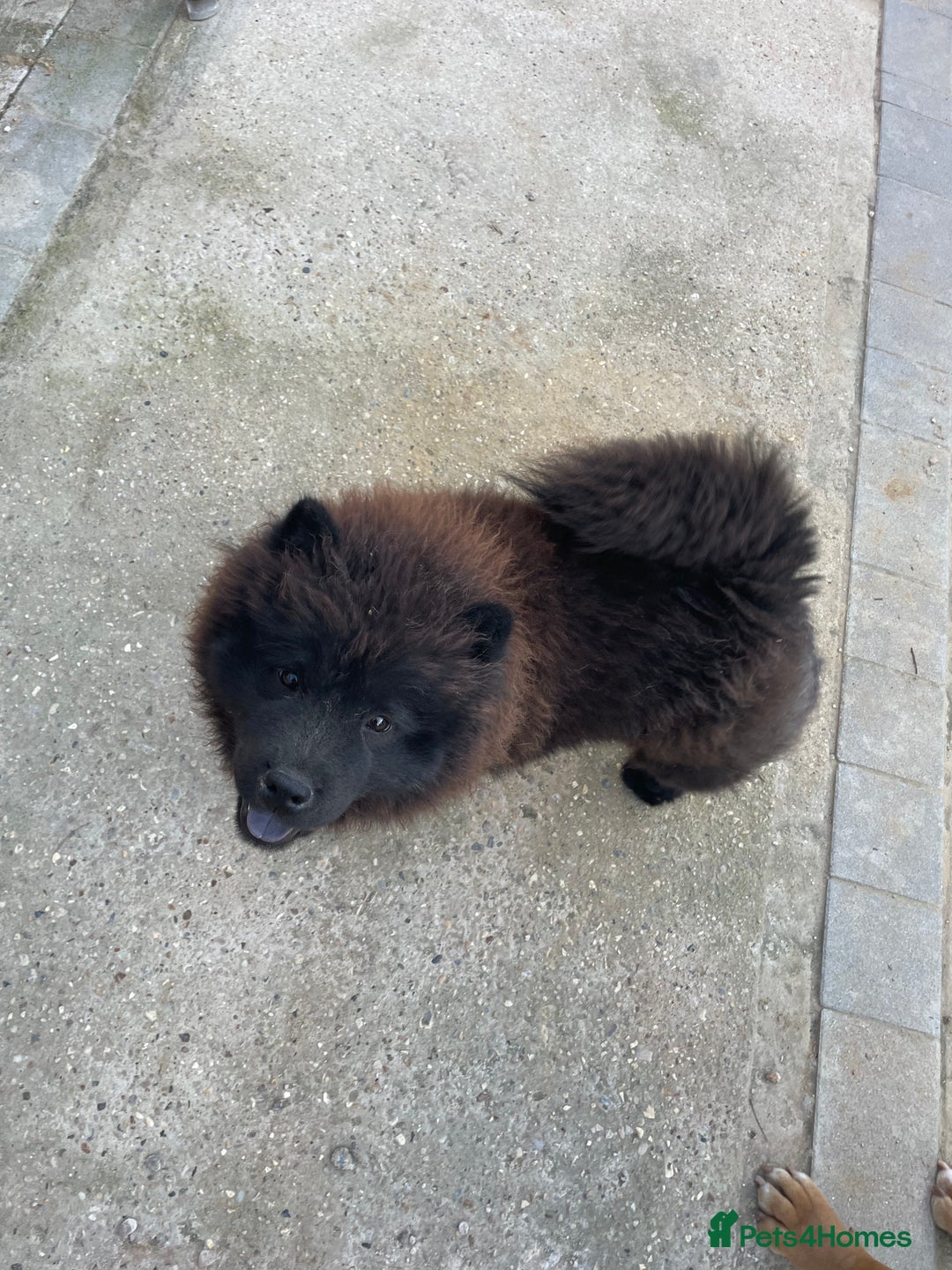 Chow Chow dogs for sale: 2 Year Old Chow Chow - Image 4