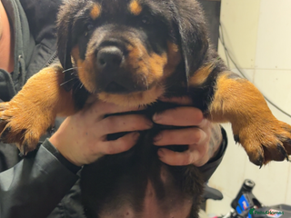 Rottweiler dogs Stunning huge boy puppy - Advert 2