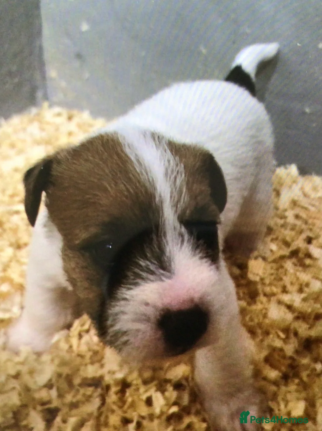 Parson Russell dogs for sale: KC Parson Russell  in Saint Ives - Advert 2