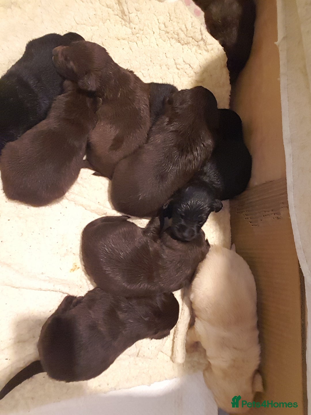 Labrador Retriever dogs for sale: Labrador puppies, beuitfull fur babbies  - Image 1