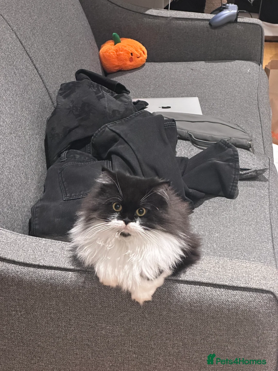 Persian cats for sale: Gorgeous Mixed-breed Persian Cat Is Here in Nottingham - Advert 5