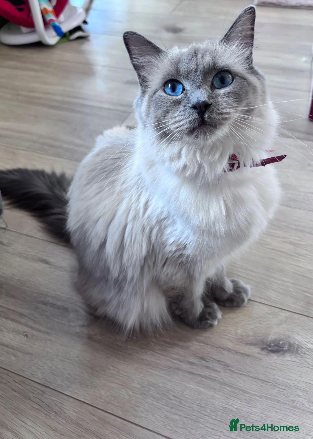 Ragdoll cats for sale: 5 stunning ragdoll kittens! ❤️ - Advert 2