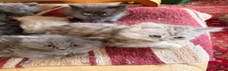 Scottish Fold cats for sale: GORGEOUS SCOTTISH FOLD X EXOTIC PERSIAN KITTENS - Advert 12