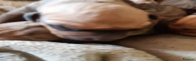 Rhodesian Ridgeback Puppy 5