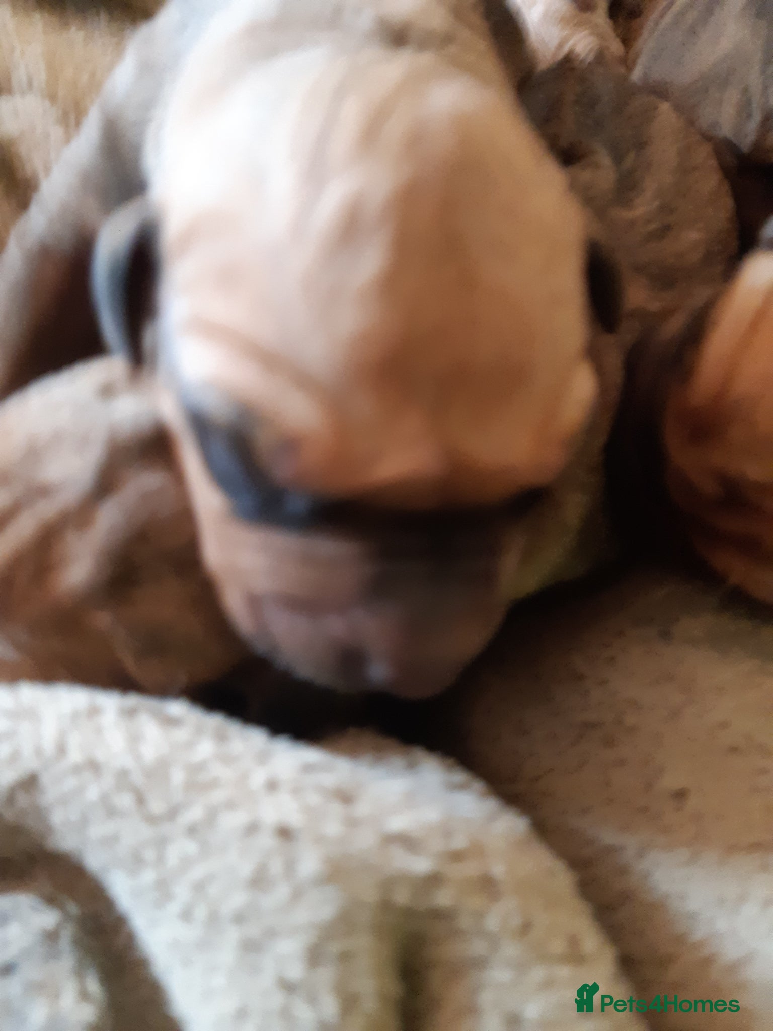 Rhodesian Ridgeback dogs for sale: 🦁RHODESIAN RIDGEBACKS PUPPIES🦁  in New Quay - Advert 3