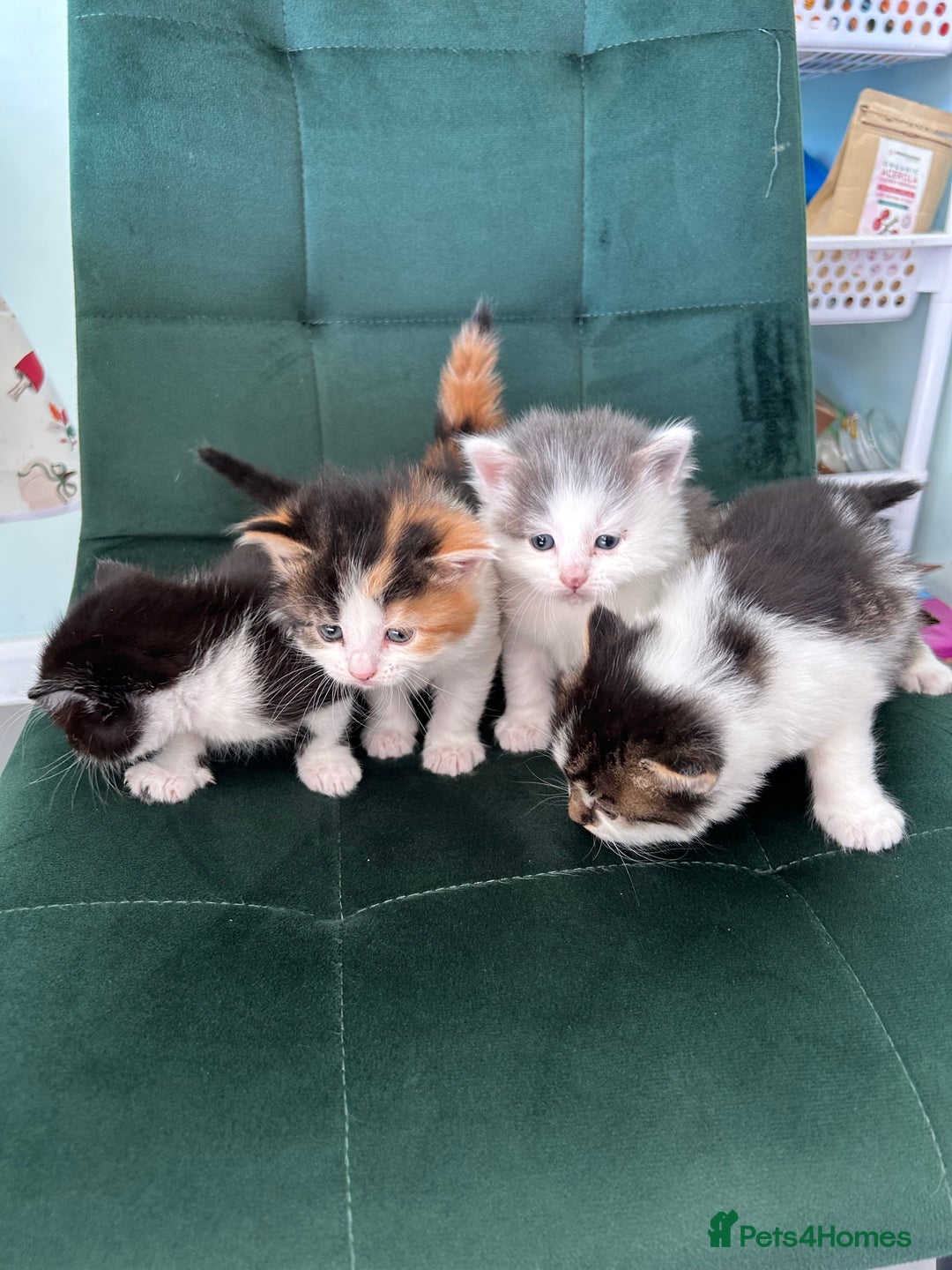 British Longhair cats for sale: Fluffy little angels  - Image 8