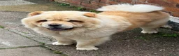 Chow Chow dogs for sale: Chow chow in Crewe - Advert 2