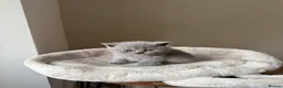 British Shorthair cats for sale: British short hair grey / blue kittens  - Advert 9