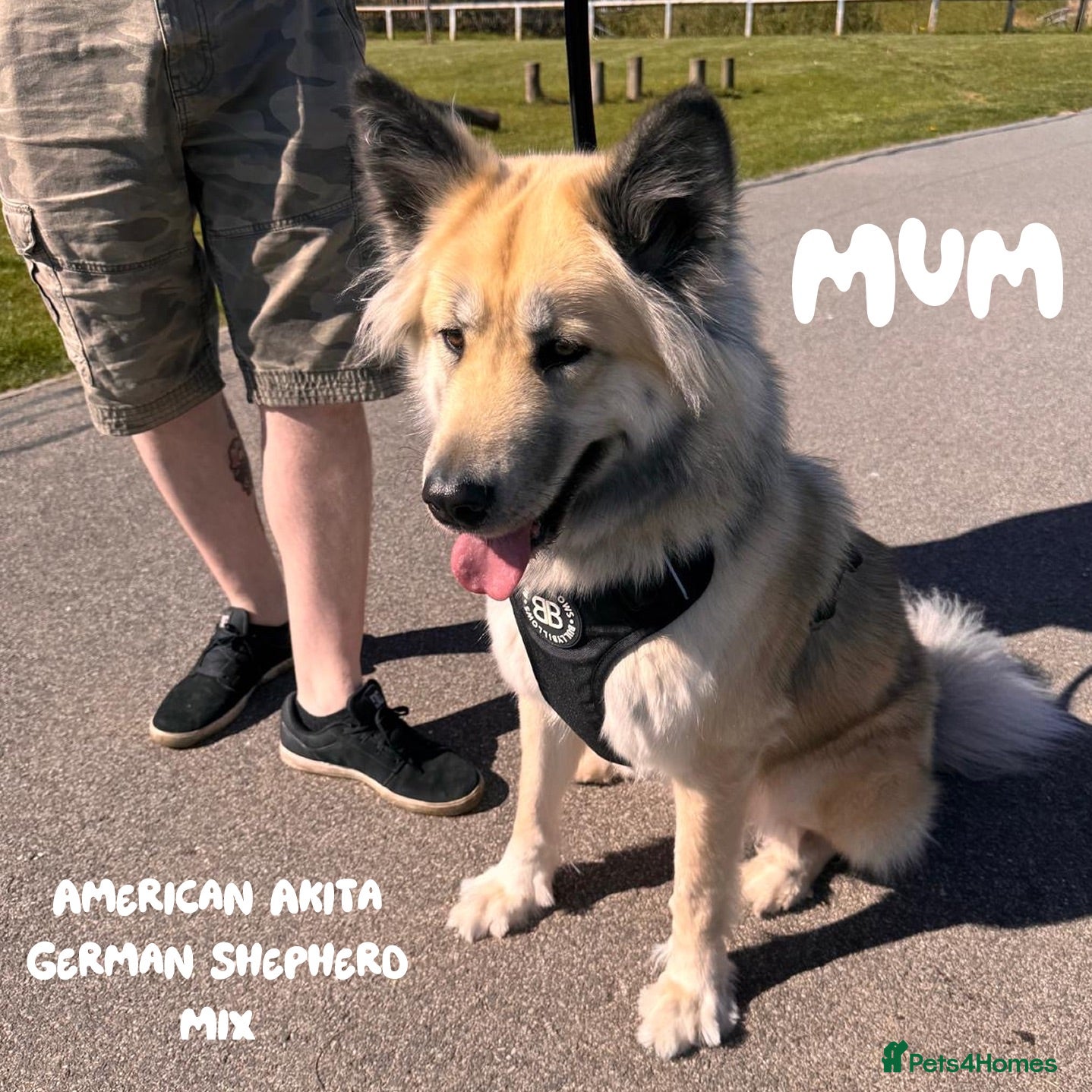Shepsky dogs Outstanding Family-Raised Puppies - Advert 1