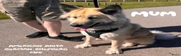 Shepsky dogs for sale: Outstanding Family-Raised Puppies - Advert 3