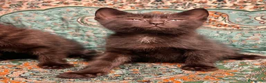 Turkish Angora 5