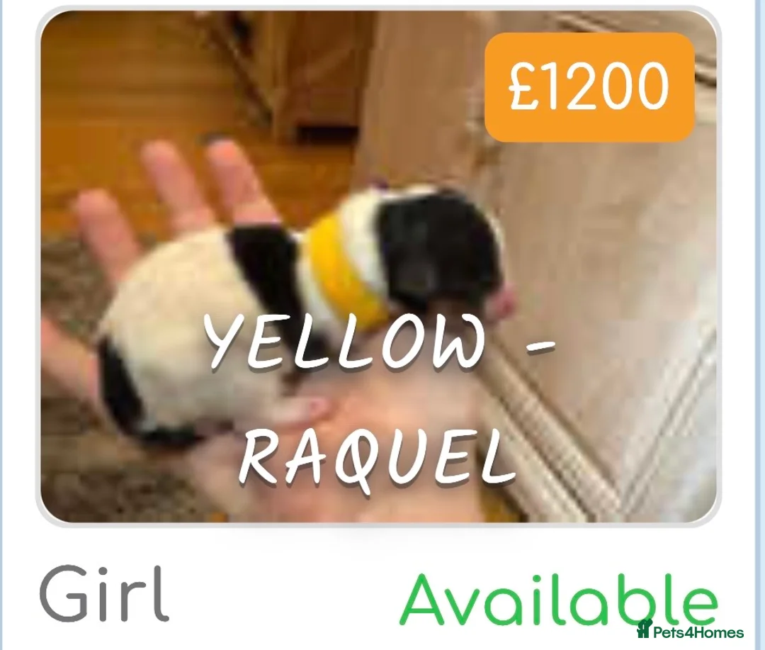 Biewer Terrier dogs for sale: Biewer Terrier puppies  - Advert 7